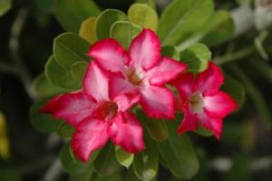desert_rose_1